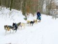 Dog Sledding