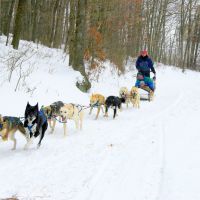 Dog Sledding