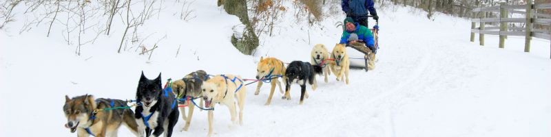 Dog Sledding