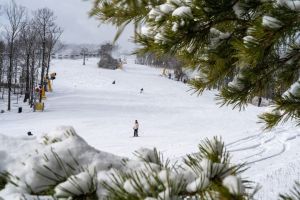 20240217 wt beard 0042 720x480 32a9d7dd 685f 4e25 ac93dd0763c4 min